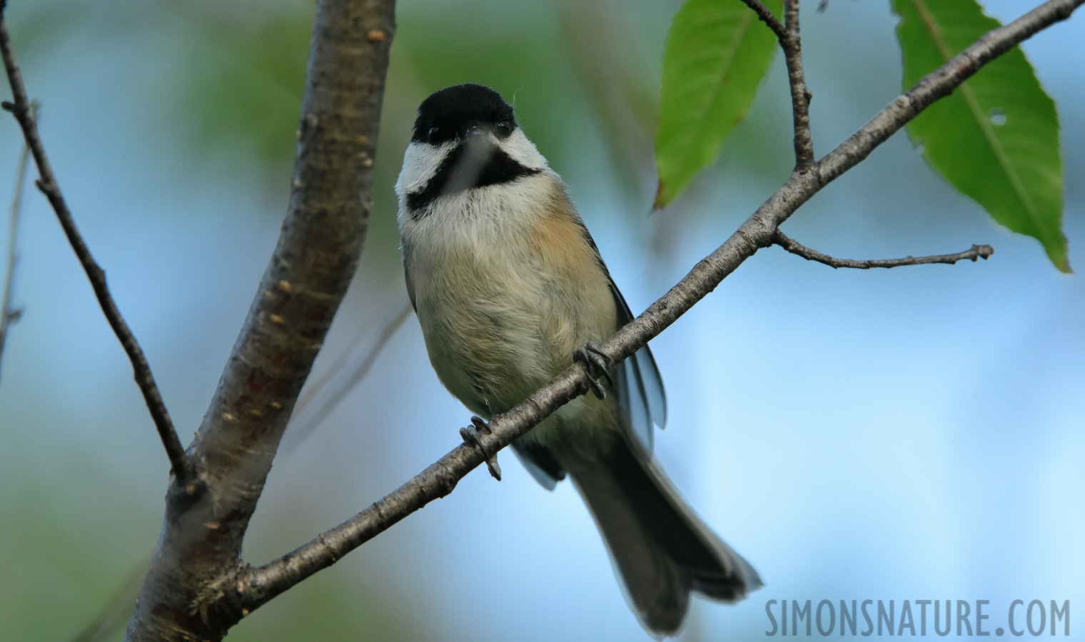 Poecile atricapillus bartletti [280 mm, 1/800 sec at f / 7.1, ISO 2000]